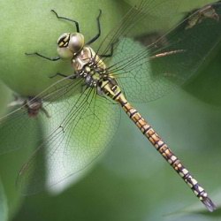 Aeshna affinis